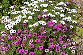Osteospermum Ecklonis Flower Seeds for Planting – Premium Quality, Heirloom, Non-GMO Garden Seeds