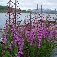 Epilobium Angustifolium Flower Seeds for Planting - Heirloom, Non-GMO, High Germination Organic Garden Seeds