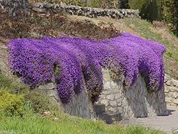Violet Aubrieta Rock Cascade Flower Seeds for Planting – Heirloom, Non-GMO, High Germination Organic Garden Seeds