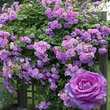 Climbing Rose Flower Seeds for Planting – Heirloom Non-GMO High Germination Organic Garden Seeds