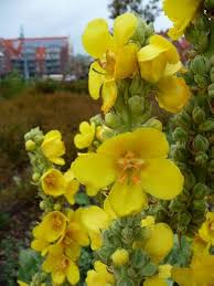 Yellow Verbascum Thapsus Flower Seeds for Planting – Heirloom, Non-GMO, High Germination Organic Garden Seeds