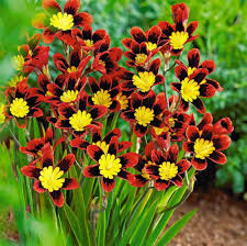 Sparaxis Flower Seeds for Planting – Cottage Garden Essential, Heirloom, Non-GMO, High Germination