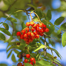 Fruit Seeds,Garden seeds, Seeds For Planting,Plant Seeds
