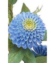 Blue Dahlia Flower Seeds – Non-GMO, High Germination Heirloom Organic Garden Seeds