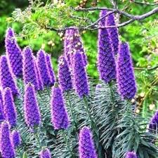 Purple Madeira Flower Seeds for Planting – Heirloom, Non-GMO, Cut-Flower Favorite High Germination Seeds