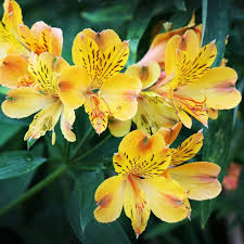Yellow Alstroemeria Flower Seeds for Planting – Vibrant Colors Heirloom Non-GMO Seeds
