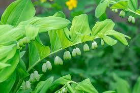 Polygonatum Flower Seeds for Planting – Heirloom, Non-GMO, High Germination Organic Garden Seeds