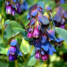Blue Shrimp Flower Seeds for Planting – Heirloom, Non-GMO, High Germination Organic Garden Seeds