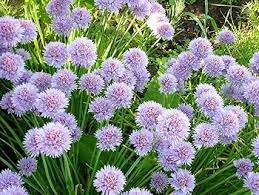 Schoenoprasum Flower Seeds for Planting – Cut Flower Favorite, Heirloom, Non-GMO, Organic Garden Seeds