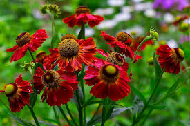 Helenium Flower Seeds for Planting | Bright Blooms | Heirloom Non-GMO High Germination Seeds
