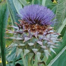 Cynara Flower Seeds for Planting – Compact Growth Heirloom Non-GMO High Germination Organic Garden Seeds