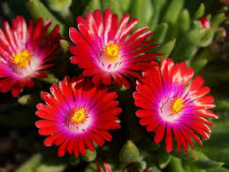 Delosperma Carmine Red Flower Seeds for Planting – Fragrant Blossoms, Heirloom Non-GMO High Germination Organic Garden Seeds