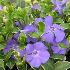 Blue Vinca Periwinkle Flower seeds for Planting – Seasonal Bloomer, Heirloom & GMO Free Seeds for Home Garden, High Germination