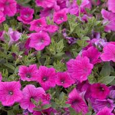 Pink Fuchsia Petunia Flower Seeds for Planting – Hardy Variety, Heirloom, Non-GMO, High Germination Organic Garden Seeds