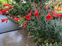 Epilobium Canum Flower Seeds for Planting – Heirloom, Non-GMO, Fragrant, Pollinator-Friendly, High Germination
