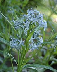 Amsonia Flower Seeds for Planting – Heirloom Non-GMO Organic Garden Seeds, Long Bloom Season