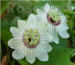 White Passiflora Flower Seeds for Planting – Heirloom, Non-GMO, High Germination Organic Garden Seeds