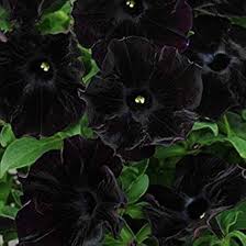 Black Velvet Petunia Flower Seeds for Planting – Heirloom, Non-GMO, Seasonal Bloomer Organic Garden Seeds