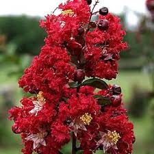 Red Jupiter Flower Seeds for Planting – Cut Flower Favorite Heirloom Non-GMO Seeds