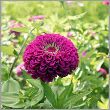 Lavender Zinnia Flower Seeds for Planting – Heirloom, Non-GMO, Seasonal Bloomer Organic Garden Seeds