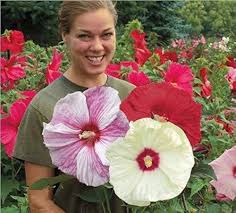 Giant Hibiscus Flower Seeds for Planting – Seasonal Bloomer, Heirloom, Non-GMO, High Germination