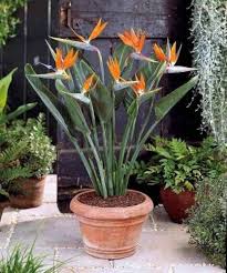 Strelitzia Reginae Flower Seeds – Heirloom, Non-GMO, Sun Loving
