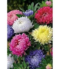 Chrysanthemum Perennial Flower Seeds – Heirloom, Non-GMO, Shade-Tolerant Organic Garden Seeds