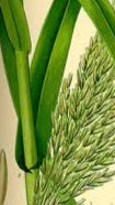 Cane Reed plant seeds for planting - Heirloom & Non-GMO Garden seeds, Exotic fruit seeds