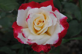 Double Delight Hybrid Tea Rose Flower Seeds for Planting – Heirloom, Non-GMO, High Germination Organic Garden Seeds