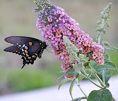 Mix Buddleia Davidii Flower Seeds for Planting - Heirloom, Non-GMO, High Germination Organic Garden Seeds