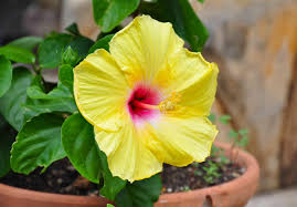 Yellow Hibiscus Flower Seeds for Planting – Heirloom, Non-GMO, Premium Organic Garden Seeds