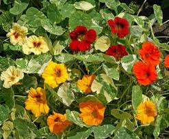 Nasturtium Flower Seeds for Planting – Heirloom, Non-GMO, Garden Favorite Organic Garden Seeds