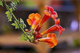 Orange Cape Honeysuckle Flower Seeds for Planting – Heirloom, Non-GMO, Wildflower Mix, High Germination