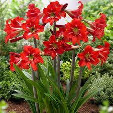Heirloom Amaryllis Flower Seeds – Non-GMO, High Germination Organic Garden Seeds