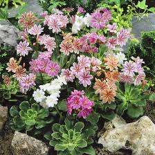 Lewisia Cotyledon Flower Seeds for Planting – Sun Loving, Heirloom & Non-GMO Seeds