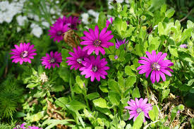 Spring Madia Flower Seeds for Planting - Heirloom, Non-GMO, High Germination Organic Garden Seeds