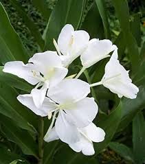 Heirloom Hedychium Coronarium Flower Seeds for Planting – Premium Quality, Non-GMO, High Germination Organic Seeds