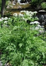 Heirloom Sweet Cicely Flower Seeds for Planting | Non-GMO, High Germination, Organic Garden Seeds