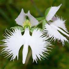 White Egret Orchid Flower Seeds for Planting | Heirloom Non-GMO High Germination Organic Garden Seeds