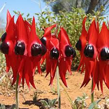 Swainsona Flower Seeds for Planting – Fragrant Blossoms, Heirloom, Non-GMO, High Germination Garden Seeds