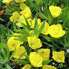 Oenothera Missouriensis Flower Seeds – Heirloom, Non-GMO, Wildflower Mix Organic Garden Seeds for Planting