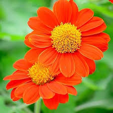 Orange Tithonia Flower Seeds for Planting - Heirloom, Non-GMO, High Germination Organic Garden Seeds
