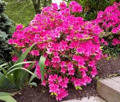 Pink Azalea Seeds for Planting – Sun Loving, Heirloom, Non-GMO Organic Garden Seeds
