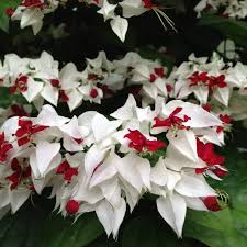 White Red Clerodendrum Flower Seeds for Planting – Heirloom, Non-GMO, High Germination Organic Garden Seeds