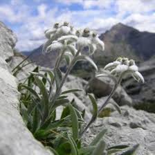 Heirloom Leontopodium Alpinum Flower Seeds for Planting – Non-GMO, Long Bloom Organic Garden Seeds