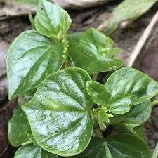 Heirloom Peperomia Pellucida Flower Seeds for Planting – Non-GMO, Long Bloom Season, High Germination