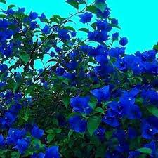 Blue Bougainvillea Flower Seeds for Planting – Pollinator Friendly, Heirloom, Non-GMO, High Germination Organic Garden Seeds