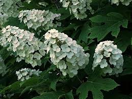 Quercifolia Flower Seeds for Planting – Heirloom Non-GMO, High Germination, Garden Favorite