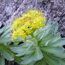 Rhodiola Rosea Flower Seeds – Heirloom, Non-GMO, Easy-to-Grow Organic Garden Seeds for Planting