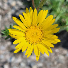 Grindelia Flower Seeds for Planting | Heirloom Non-GMO Organic Garden Seeds High Germination